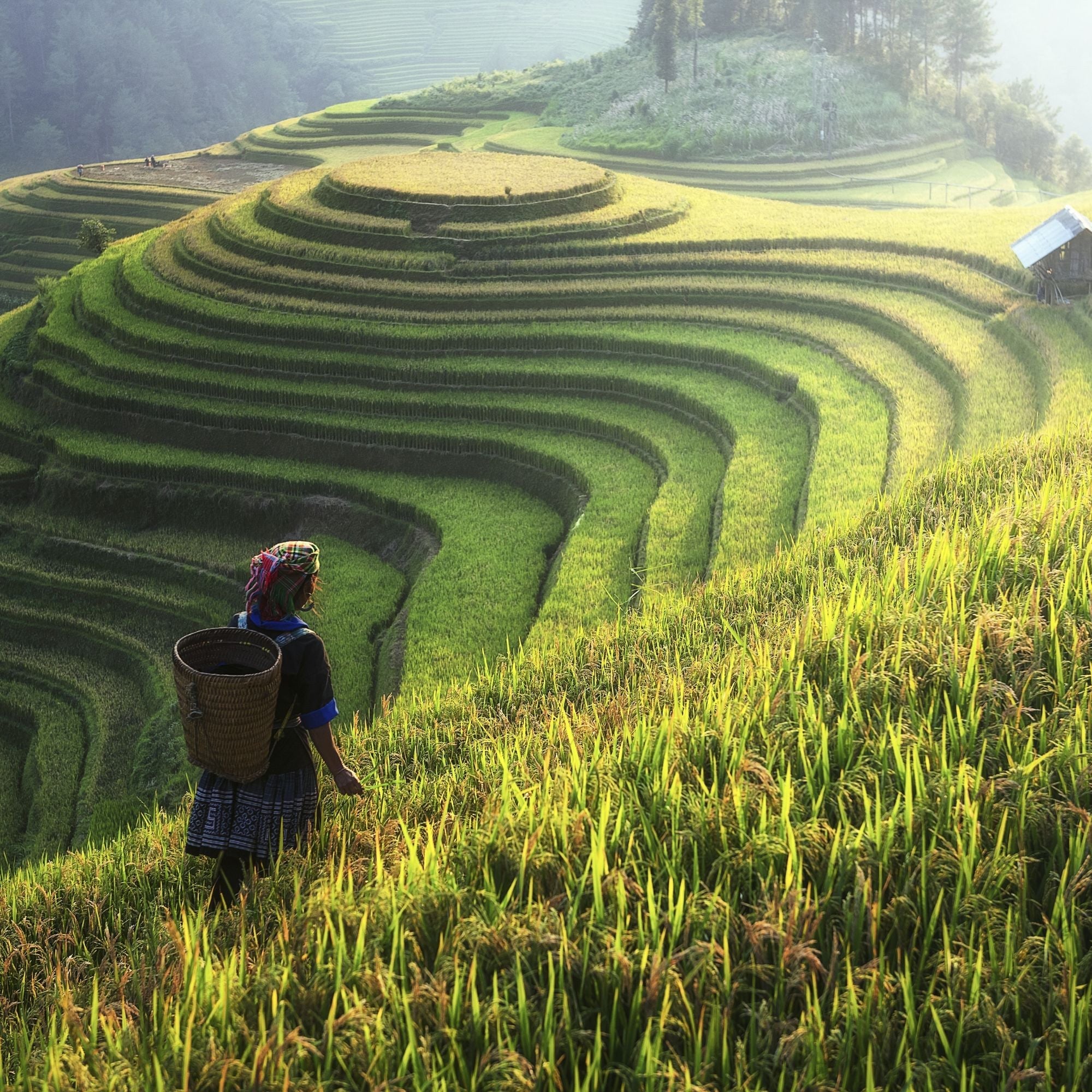 Nomad Signature Vietnam
