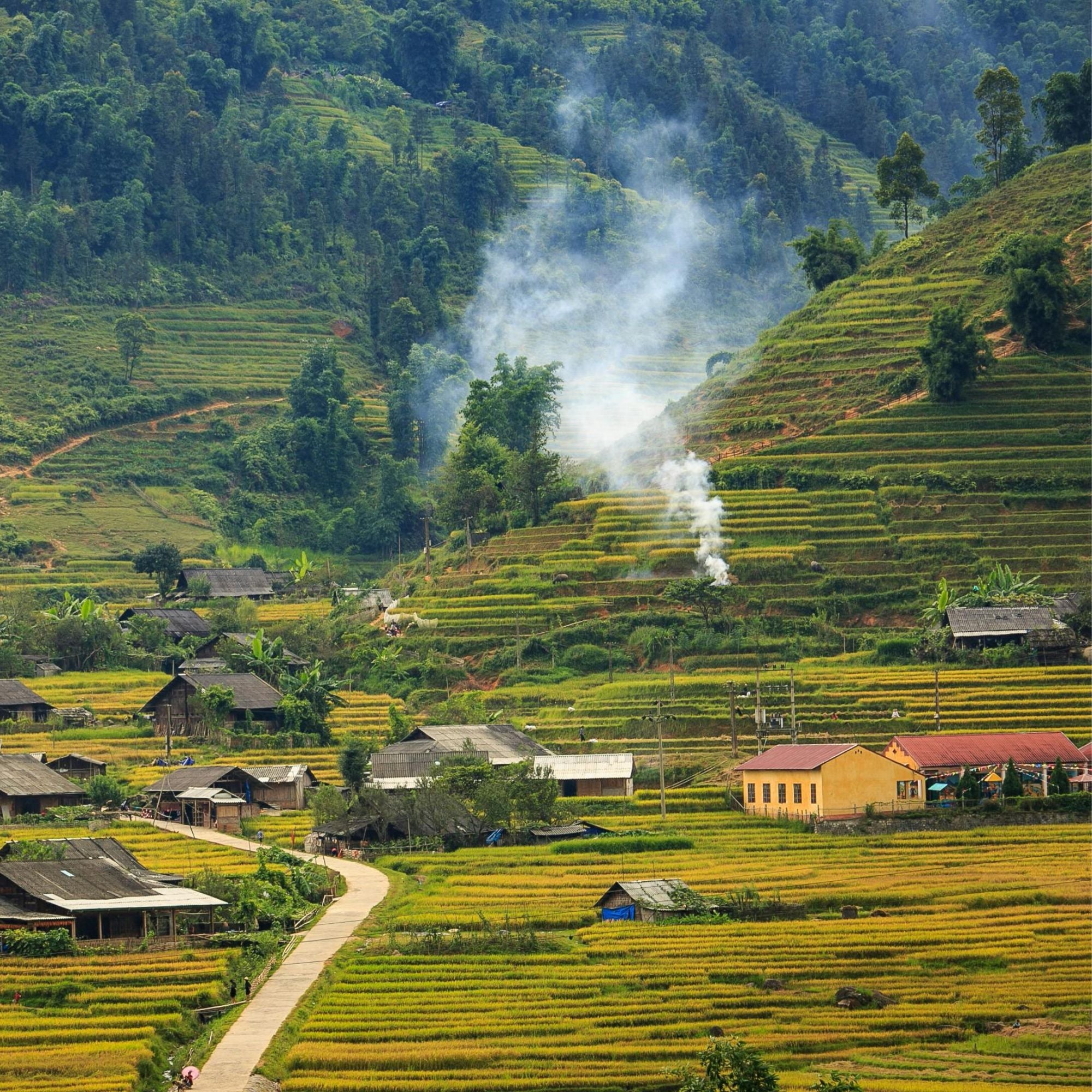 Nomad Signature Vietnam