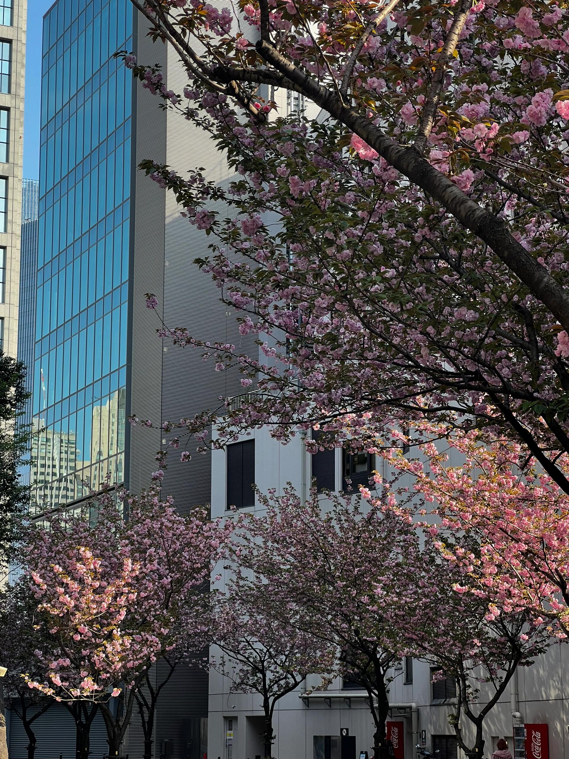 Nomad Signature Japan